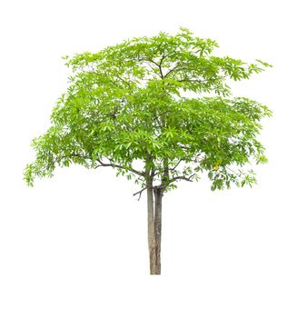 The freshness big green tree isolated on white background.