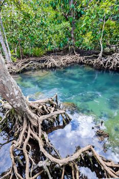 Tropical tree roots or Tha pom mangrove in swamp forest and flow water, Klong Song Nam at Krabi, Thailand.