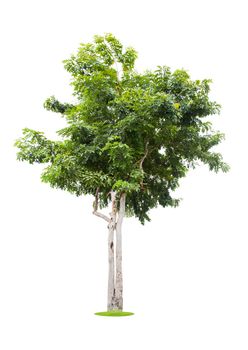 Beautiful green tree isolated on white background.