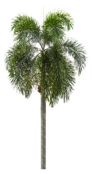 Beautiful green palm tree isolated on white background.