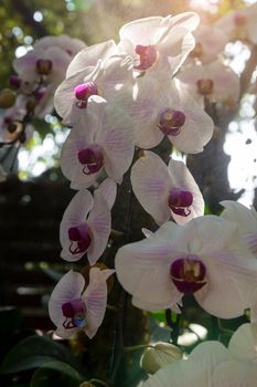 Branch of white Phalaenopsis Orchids on a big green tree in natural garden.
