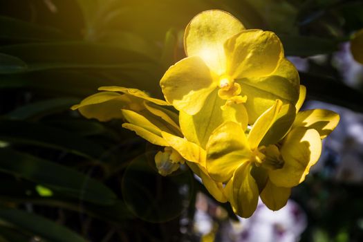 Yellow orchid flower in garden. Vanda Orchid.