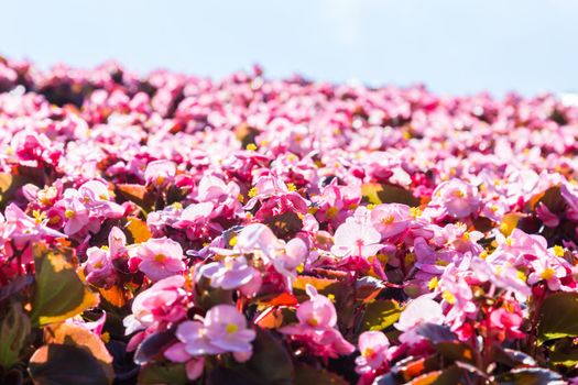 Spring scenes of Azalea blooming flowers in the garden