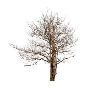 Dead tree isolated on white background.