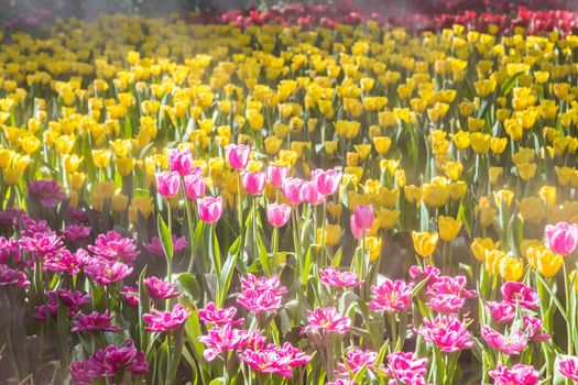 Beautiful tulip in the garden, north Thailand.