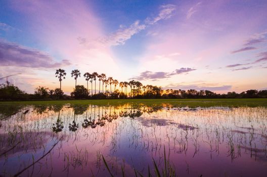 The silhouette of the toddy palms or sugar palm in the field with the colorful sky after sunset background