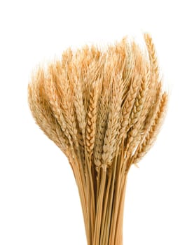 Close up Dry wheat on white background