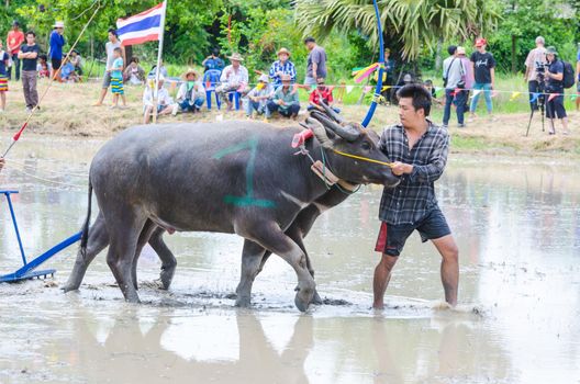 Buffalo running race traditional activity, 16 July 2017, Chonburi, Thailand
