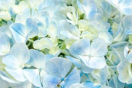 Close up blue Hydrangea flower in the garden.