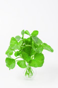 Group of Gotu kola (Centella asiatica) leaves on white background. (Asiatic pennywort, Indian pennywort)