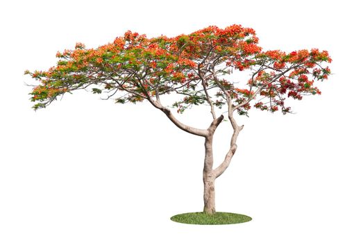 Barbados Pride, peacock Flower (Caesalpinia pulcherrima) Isolated on white background.