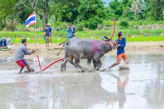 Buffalo running race traditional activity, 16 July 2017, Chonburi, Thailand