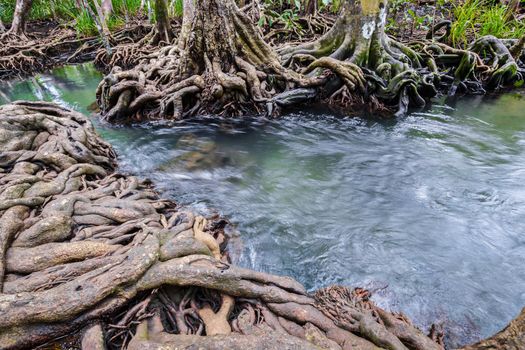 Tropical tree roots or Tha pom mangrove in swamp forest and flow water, Klong Song Nam at Krabi, Thailand.