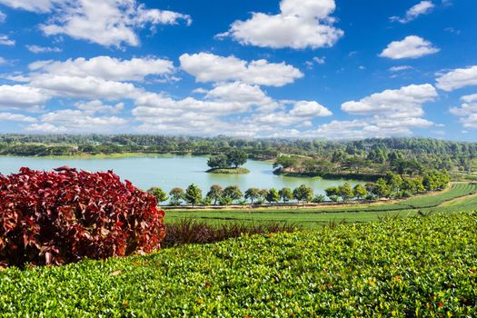 Amazing landscape view of tea plantation. Nature background with blue sky