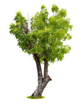 The freshness big green tree isolated on white background.