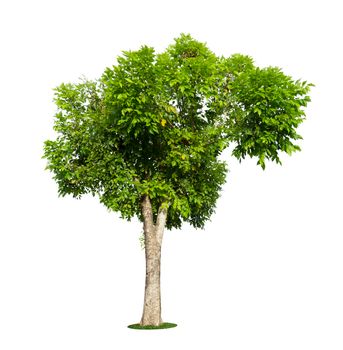 The freshness big green tree isolated on white background.