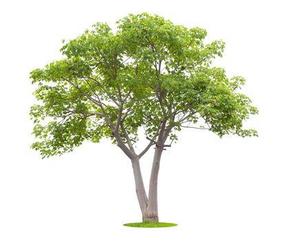 The freshness big green tree isolated on white background.