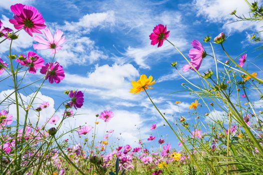 Colorful cosmos blooming in the beautiful garden flowers on hill landscape mountain and summer blue sky background
