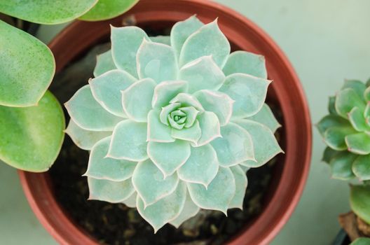 Close up of a teal cactus leaves bloom in pot.