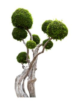 The freshness big green tree isolated on white background.