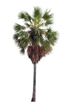 The freshness big Toddy palm or Sugar palm tree isolated on white background.