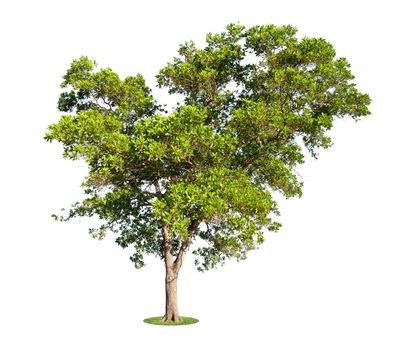 The freshness big green tree isolated on white background.