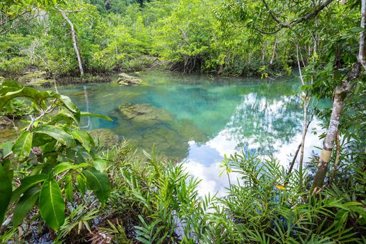 Tropical tree roots or Tha pom mangrove in swamp forest and flow water, Klong Song Nam at Krabi, Thailand.