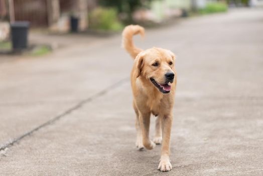 close up of golden retriver walking on the road