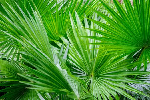 Abstract of tropical palm foliage, greenery background.