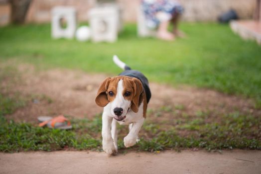 cute beagle dog running in the house