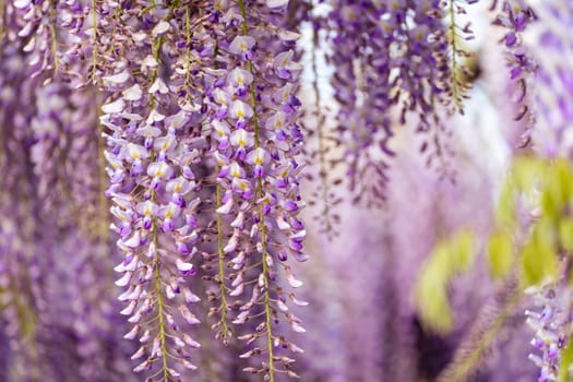 Blooming Wisteria Sinensis with scented classic purple flowersin full bloom in hanging racemes closeup. Garden with wisteria in spring.