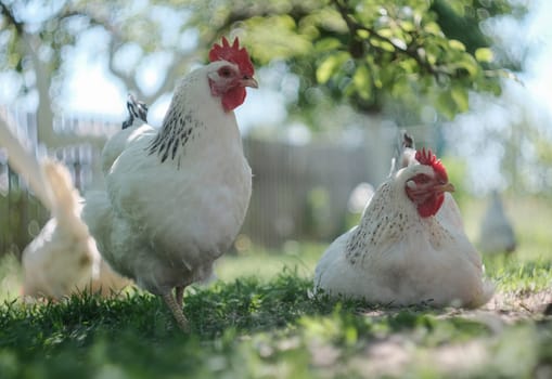 White chickens graze in the garden under a tree. Domestic bird.