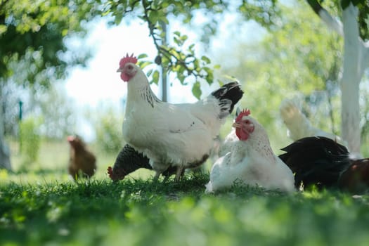 White chickens graze in the garden under a tree. Domestic bird.