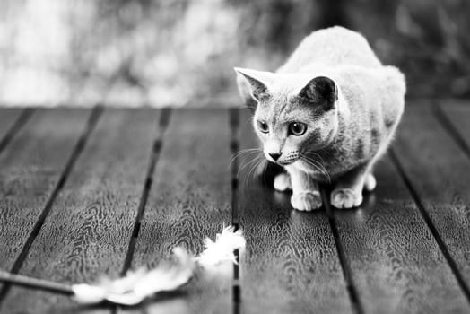 Cute blue cat sitting and laying relaxing on the table in a garden