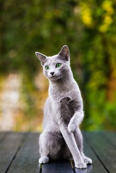 Cute blue cat sitting and laying relaxing on the table in a garden