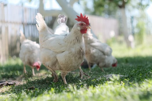 White chickens graze in the garden under a tree. Domestic bird.