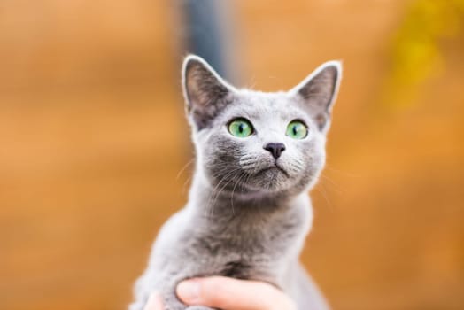 Cute blue cat sitting and laying relaxing on the table in a garden