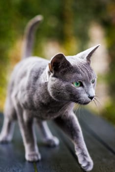 Cute blue cat sitting and laying relaxing on the table in a garden