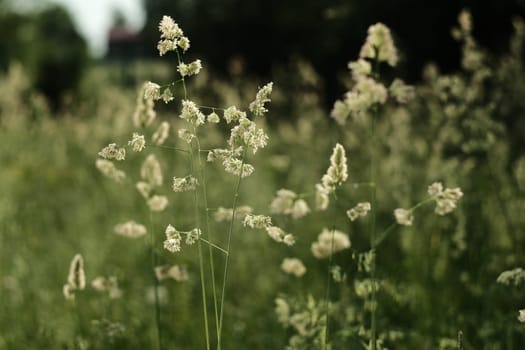 Background with spikelet of grass. Field grass, seeds close-up.