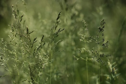 Background with spikelet of grass. Field grass, seeds close-up.