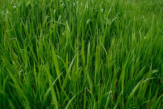 Green grass background. Green grass with bokeh. Out of focus background grass.