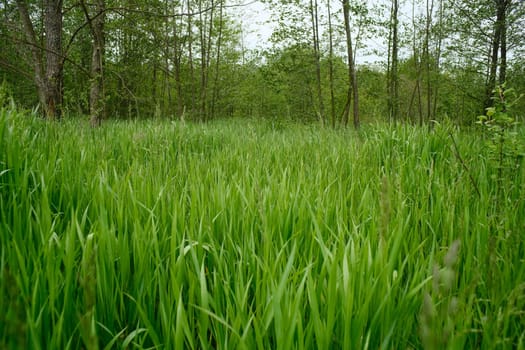 Tall May grass against the background of trees. Young green grass in the forest.