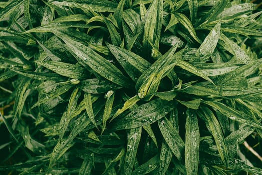 Background from green leaves. Spring field leaves with dew drops.