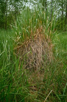 Young green grass sprouts through the old dry last year's grass. Herbal bush dry and young.