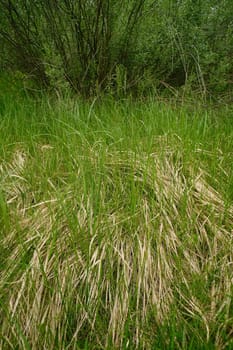 Young green grass sprouts through the old dry last year's grass. Herbal bush dry and young.