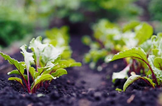 Vegetable garden with many edible plants. Young beet plants grow in the garden.