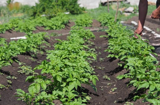 Potato grows in a garden bed under the open sky.Agricultural background