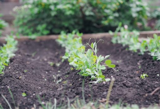 The pea shoots in rows on garden beds in the vegetable field. Cultivation of vegetables. Agriculture. Gardening in the summer house in the spring and summer season.