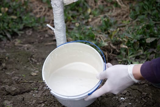 a male farmer covers a tree trunk with protective white paint against pests. Selective focus