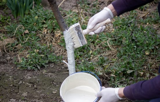 a male farmer covers a tree trunk with protective white paint against pests. Selective focus